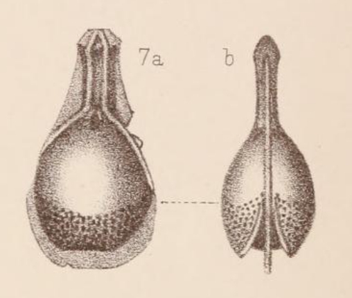 Lagena clypeatomarginata var. crassa Sidebottom, 1912 Lagena clypeatomarginata var. crassa Sidebottom, 1912