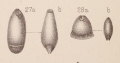 Chromista - Foraminifera (foraminifers)