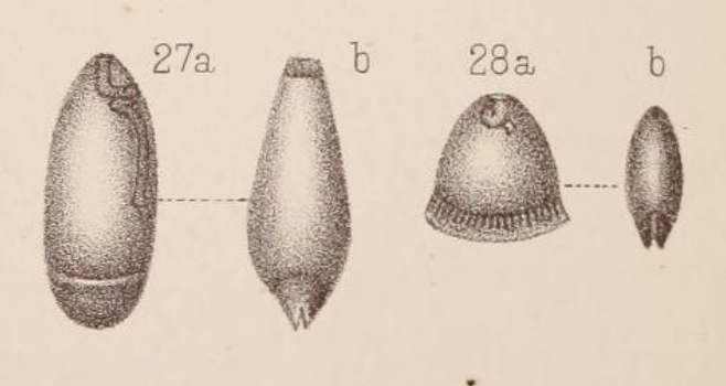Lagena fimbriata var. occlusa Sidebottom, 1912