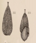 Lagena foveolata var. paradoxa Sidebottom, 1912