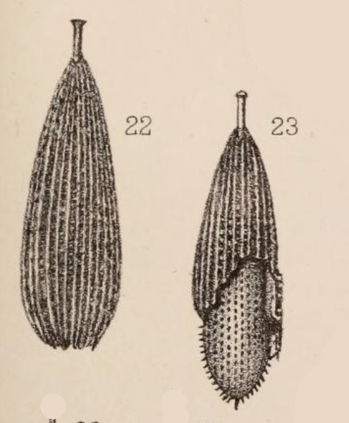 Lagena foveolata var. paradoxa Sidebottom, 1912