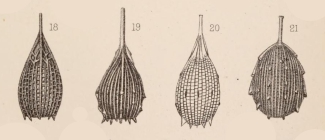 Lagena foveolata var. spinipes Sidebottom, 1912