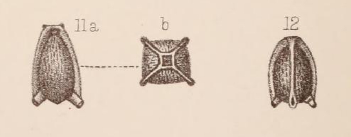 Lagena galeaformis Sidebottom, 1912 Lagena galeaformis Sidebottom, 1912