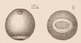Lagena globosa var. annulata Sidebottom, 1912