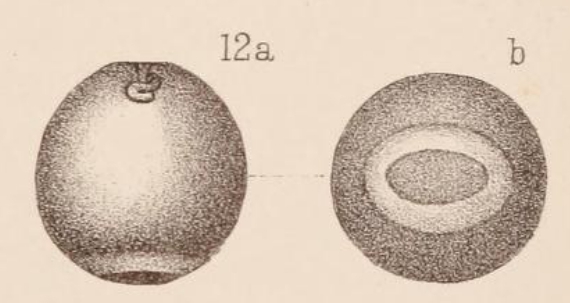 Lagena globosa var. annulata Sidebottom, 1912 Lagena globosa var. annulata Sidebottom, 1912