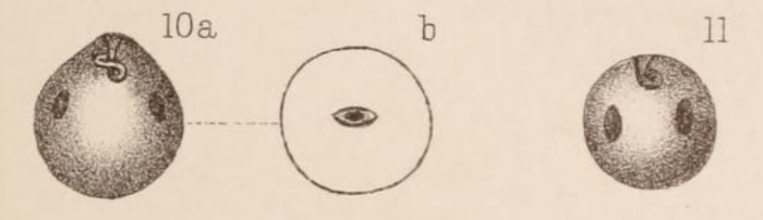 Lagena globosa var. maculata Sidebottom, 1912