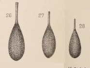 Lagena hertwigiana var. undulata Sidebottom, 1912
