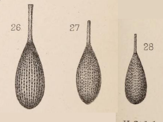 Lagena hertwigiana var. undulata Sidebottom, 1912 Lagena hertwigiana var. undulata Sidebottom, 1912
