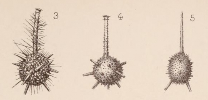 Lagena hispida var. tubulata Sidebottom, 1912