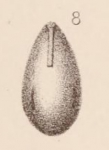 Lagena laevigata var. virgulata Sidebottom, 1912