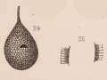 Chromista - Foraminifera (foraminifers)