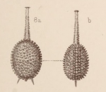 Chromista - Foraminifera (foraminifers)