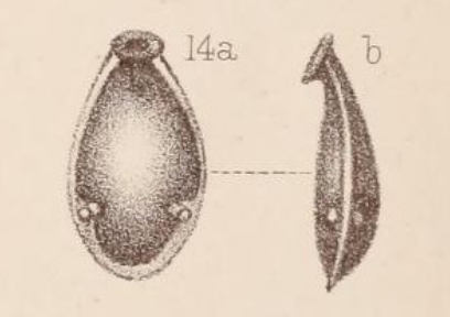 Lagena marginata var. armata Sidebottom, 1912 Lagena marginata var. armata Sidebottom, 1912