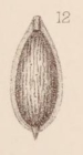 Lagena marginata var. elegans Sidebottom, 1912