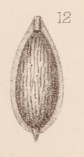 Lagena marginata var. elegans Sidebottom, 1912 Lagena marginata var. elegans Sidebottom, 1912