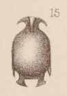 Lagena marginata var. homunculus Sidebottom, 1912