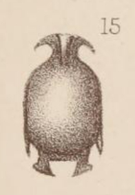 Lagena marginata var. homunculus Sidebottom, 1912 Lagena marginata var. homunculus Sidebottom, 1912