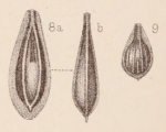 Chromista - Foraminifera (foraminifers)