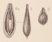 Lagena marginata var. raricostata Sidebottom, 1912
