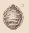 Lagena marginata var. retrocostata Sidebottom, 1912