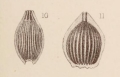 Chromista - Foraminifera (foraminifers)