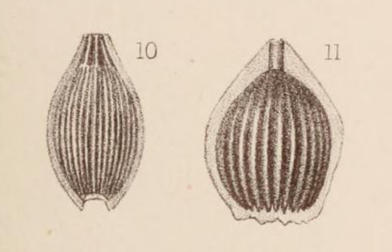 Lagena marginata var. striolata Sidebottom, 1912 Lagena marginata var. striolata Sidebottom, 1912