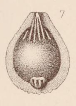 Lagena marginata var. umbonata Sidebottom, 1912