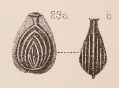 Lagena orbignyana var. concentrica Sidebottom, 1912