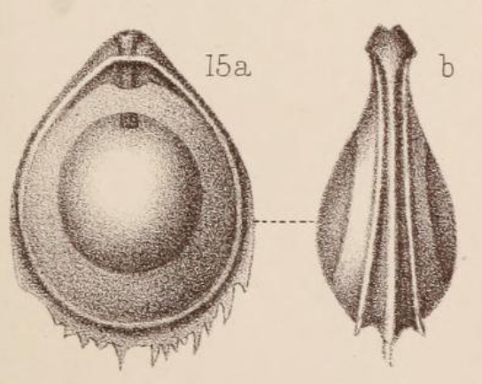 Lagena orbignyana var. coronata Sidebottom, 1912