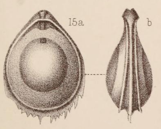 Lagena orbignyana var. coronata Sidebottom, 1912 Lagena orbignyana var. coronata Sidebottom, 1912