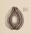 Lagena orbignyana var. curvicostata Sidebottom, 1912