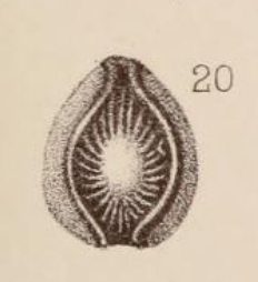 Lagena orbignyana var. curvicostata Sidebottom, 1912 Lagena orbignyana var. curvicostata Sidebottom, 1912