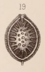 Lagena orbignyana var. stellata Sidebottom, 1912