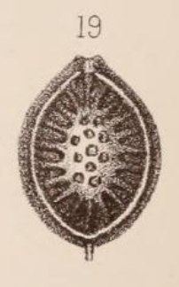 Lagena orbignyana var. stellata Sidebottom, 1912