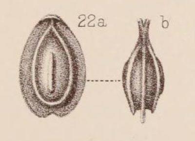 Lagena orbignyana var. unicostata Sidebottom, 1912