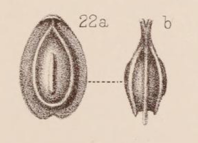 Lagena orbignyana var. unicostata Sidebottom, 1912 Lagena orbignyana var. unicostata Sidebottom, 1912
