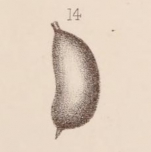 Lagena sacculiformis Sidebottom, 1912