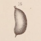 Lagena sacculiformis Sidebottom, 1912