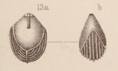 Lagena semicostata Sidebottom, 1912