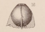 Lagena staphyllearia var. quadricarinata Sidebottom, 1912