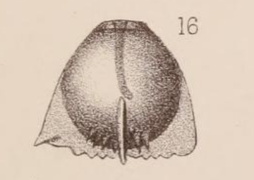 Lagena staphyllearia var. quadricarinata Sidebottom, 1912 Lagena staphyllearia var. quadricarinata Sidebottom, 1912