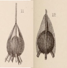 Lagena striata var. striatotubulata Sidebottom, 1912
