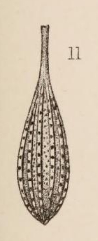 Lagena striatopunctata var. complexa Sidebottom, 1912 Lagena striatopunctata var. complexa Sidebottom, 1912