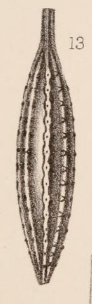 Lagena striatopunctata var. fusiformis Sidebottom, 1912