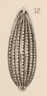 Lagena striatopunctata var. inaequalis Sidebottom, 1912