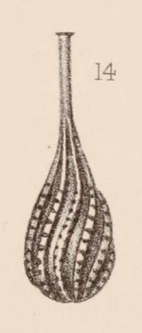 Lagena spiralis Brady, 1884