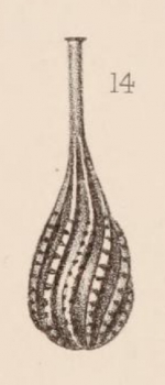 Lagena striatopunctata spiralis Brady, 1884