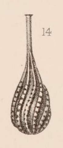 Lagena striatopunctata spiralis Brady, 1884 Lagena striatopunctata spiralis Brady, 1884