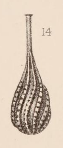 Lagena striatopunctata spiralis Brady, 1884