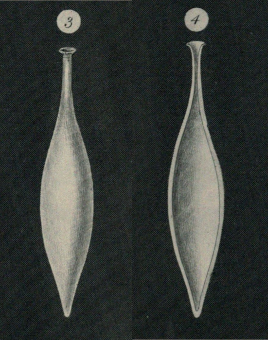 Lagena laevis var. amphora Williamson, 1848